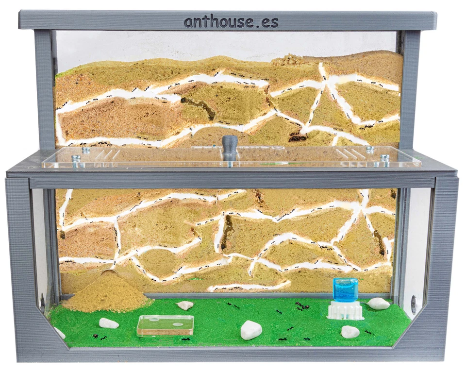 Natürliche Ameisenfarm aus Sand - Modell 3D L (Sandwich + Futterbox) (Gratis Ame - Bild 1 von 4
