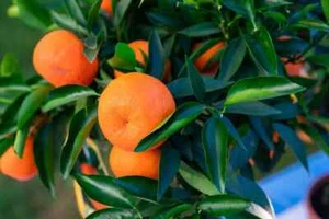 10 CLEMENTINE-SAMEN + GRATIS + „KOSTENLOSER VERSAND“ - Bild 1 von 1