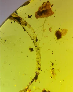 Burmite Fossil Cretaceous amber Lizard insect Tails Burmese amber Fossil Myanmar - Picture 1 of 9