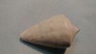 Rare Fossil, Small Cone Shell From Florida - Conus Tomeui