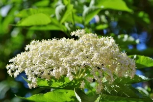 (2) Adams Elderberry Cuttings, Plant unroot cuttings and healthy - Picture 1 of 3