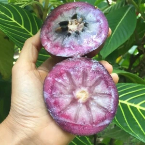 star apple, (Chrysophyllum Caimito Tropical Live Fruit Tree(10in To 24 - Picture 1 of 7