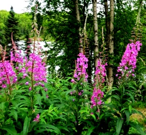 Alaska Fireweed Flower - Chamaenerion angustifolium - 1000+ Seeds - Jelly Recipe - Picture 1 of 13