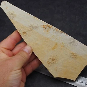 Schwimmende Crinoid Saccocoma pectinata Stachelhäuter Fossil natürliche Fossilien - Bild 1 von 6