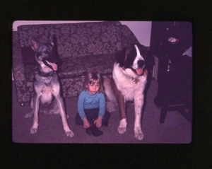 St Bernard G Shepherd Dogs 1972 amateur ektacromo Kodak extensión transmisión C lote 14 - Imagen 1 de 12