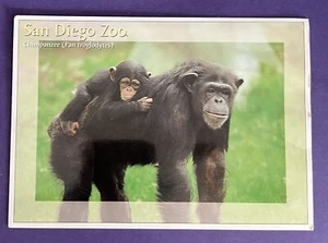 San Diego Zoo Chimpanzee Postcard Photo Charlie Palek Wild Animal Park - Picture 1 of 2