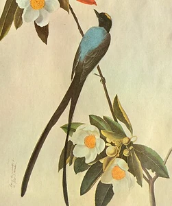 John James Audubon Birds FORK TAILED FLYCATCHER Original Vtg Art Book Plate 40 - Picture 1 of 3