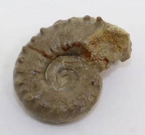 Ammonit, Euaspidoceras sp., Jura, Oxford, Holderbank, Aargau, Schweiz -k505 - Picture 1 of 4