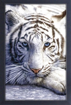 WHITE TIGER 13x19 FRAMED GELCOAT POSTER PHOTOGRAPHY RARE ENDANGERED BEAUTIFUL!!! - Image 1 of 2