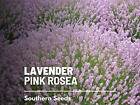 Lavender, Pink Rosea - 20 Seeds - Fragrant Herb - Blooms Summer To Early Fall