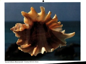 Burnett's Murex, impresión Seashell 1981 - Imagen 1 de 1