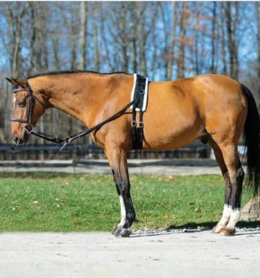 Fleece Lined Training Professional Surcingle for Horses - Image 1 of 4