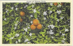 Postal de lino de Florida vintage de naranjas y flores cítricas - Imagen 1 de 2