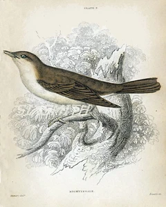 Nightingale Vintage Illustration Fine Art Giclee High Res 8x10 Print - Picture 1 of 2