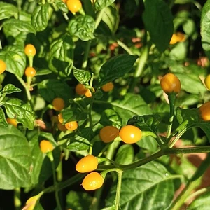 Aji Charapita Iquitos,10 semillas,Capsicum chinense (331) - Picture 1 of 1
