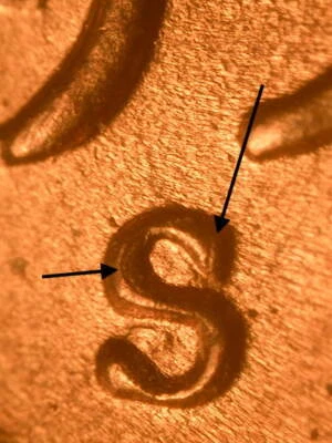 Centavo Lincoln Wheat 1955-S RPM#5 S/S East Stage C ~ gema BU/rojo sin circular  Foto 1 de 4