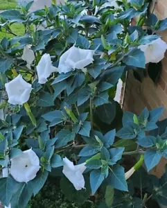 140÷150 Seeds. Datura Stramonium, Jimson Weed, Thorn Apple,Devil's Trumpet 2024 - Picture 1 of 11