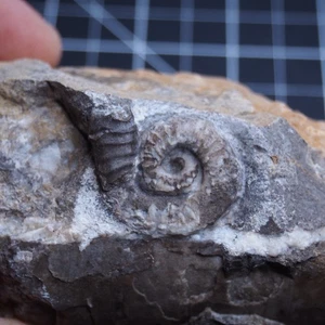 RARE! Czech Fossil Orthoceras Ophioceras Kopaninoceras Cephalopoda Dino - Picture 1 of 12