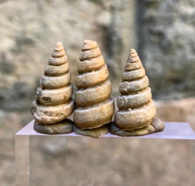 20 Carat Fossil Gastropod Turritella plebis Eocene Age Shell - Image 1 of 4