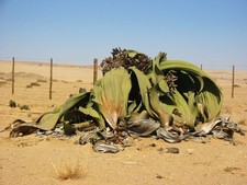 Welwitschia Mirabilis   Welwitschia  Seeds   