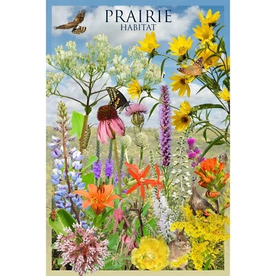 Póster de naturaleza de hábitat de pradera - flores silvestres nativas y vida silvestre de América del Norte Foto 1 de 4