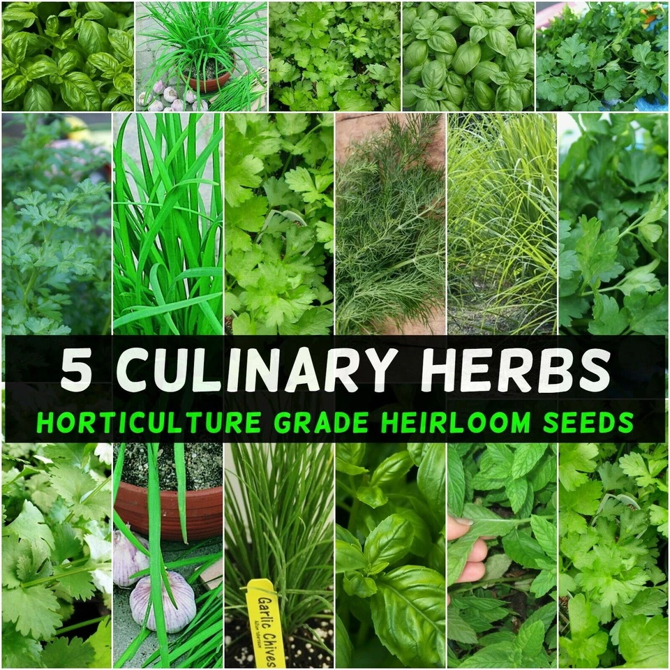 SOPRAVVIVENZA CUCINA ESSENZIALE! 5 varietà di erbe CULINARIE ottimo gusto SEMI NON OGM  - Immagine 1 di 4