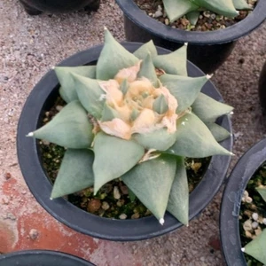 Kaktus Sukkulente Pflanze Ariocarpus retusus schöne Pflanze 11-12cm - Bild 1 von 6