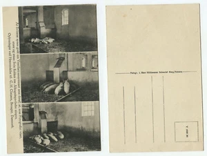 08011 - Schweinestall in Burg, Fehmarn - dänische Ansichtskarte - Bild 1 von 1