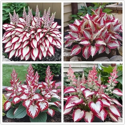 100+ Hosta Seeds for Planting Outdoors, Rare Perennial Flower White and Red  - Image 1 of 4