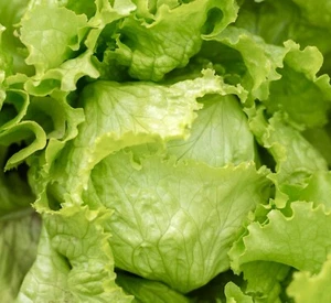 1100x Lettuce Iceberg Great Lakes 118 Seeds - Sweet Variety - Picture 1 of 1