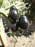 Blue Keyes Tomato - Pear Tomato - 5+ Seeds - Semillas - Graines - Samen