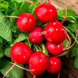 1/4 Lb Champion Radish Seeds - Everwilde Farms Mylar Seed Packet - Picture 1 of 2