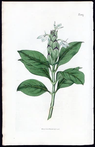 1810 Original Curtis Botanical Magazine Antique Print Justicia Ecbolium - Picture 1 of 2