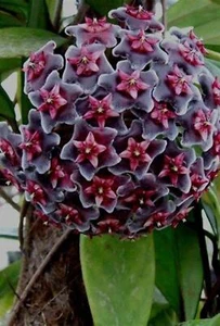 Hoya Publicalyx Royal Hawaiian Purple Fully Rooted Grown In 3.5" pot - Picture 1 of 8