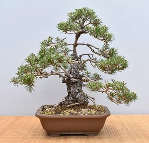 Bonsai da esterno, Giapponese Nero Kotobuki (Pinus thunbergii) 23129 | Mugnaio per bonsai - Foto 1 di 2
