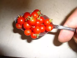 Spoon (Mexico Midget) Tomato seeds ORGANIC *HEIRLOOM* Seeds of Life Pack of10 - Picture 1 of 2