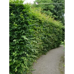 Hainbuche Carpinus betulus 80-100 cm. 25 Buchen. Winterharte Heckenpflanzen - Bild 1 von 2
