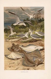 SCHOLLE Goldbutt Pleuronectes platessa Plattfisch Fisch Lithographie 1892 - Picture 1 of 1