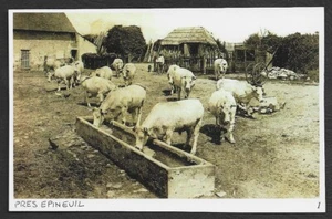 2004  --  PRES EPINEUIL . VACHES A LA MANGEOIRE . 3U144 - Picture 1 of 1