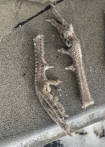 Ringneck Pheasant Feet Rooster Spurs Legs Toes Lot Of 2 Taxidermy Claws Bird - Picture 1 of 1