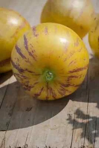 AA 389TZ Mini Melone Caripense Seeds Honigmelone Samen Stück 5 - Bild 1 von 1