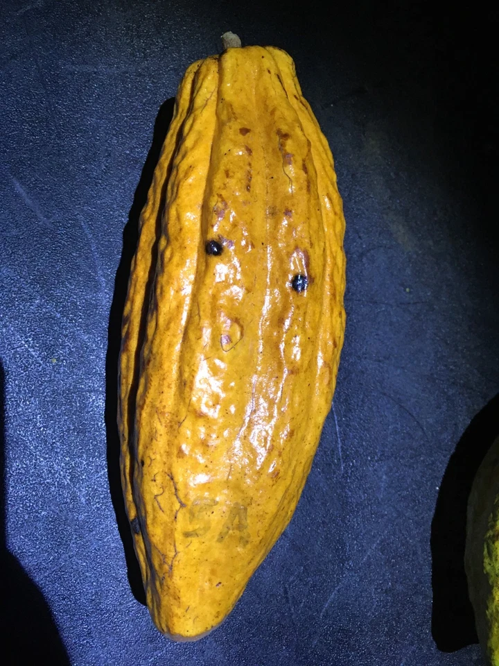 27-30 fresh, clean seeds (Theobroma cacao) - Image 1 of 1