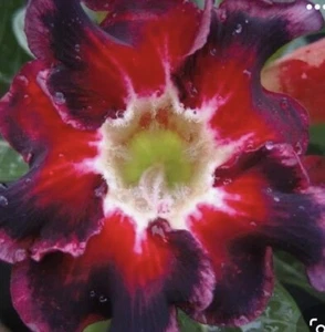 5 Black Santa Desert Rose Seeds Adenium Obesum - Picture 1 of 1