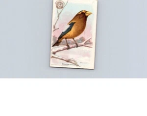 1918 Arm & Hammer Useful Birds America Second Series Evening Grosbeak No 15 - Picture 1 of 2