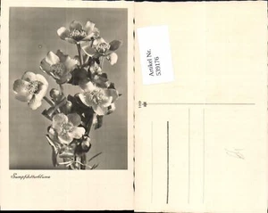 539176, flores flor yema de pantano - Imagen 1 de 1