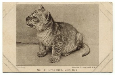 Zoological Society Of London Regent's Park Lion Cub Impudence No. 19 Postcard - Image 1 of 2