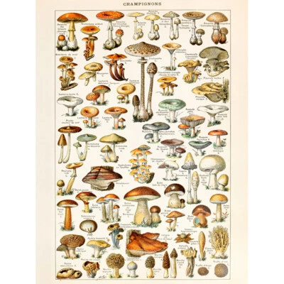 Millot Encyclopedia Page Mushrooms Fungus Canvas Wall Art Print Poster - Image 1 of 4