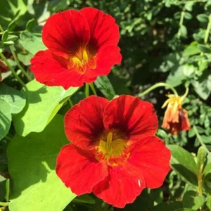 Nasturtium- Gleam Scarlet, 10 seeds | TSC: Heirloom & OP seeds, non-GMO, Untreat - Picture 1 of 3
