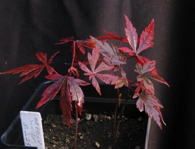 3 Seed-Grown Acer Palmatum 'Oregon Sunset' Japanese Maple Tree Seedlings - Image 1 of 3