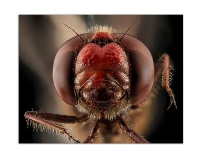 SYMPETRUM VICINUM Autumn Meadowhawk Macro Photo Print (Borderless) Poster 16x13" - Image 1 of 2